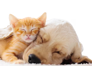 Спящие рыжий котёнок и золотистый щенок